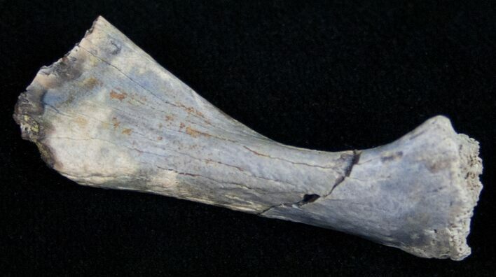 Unidentified Cretaceous Reptile Limb Bone #10581